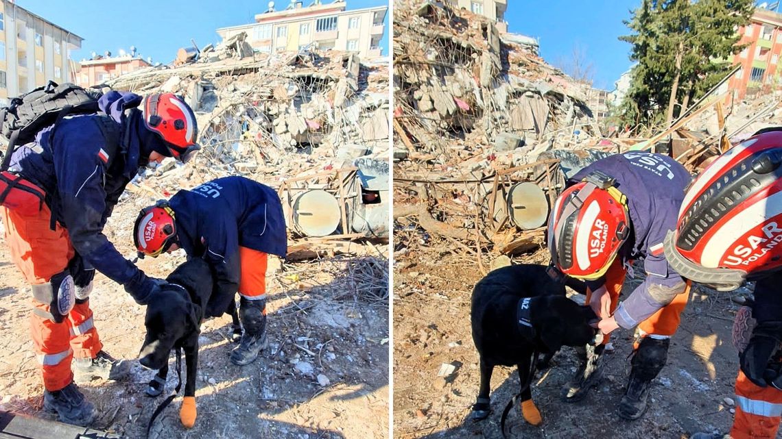 psy szukają zasypanych ludzi w Turcji
