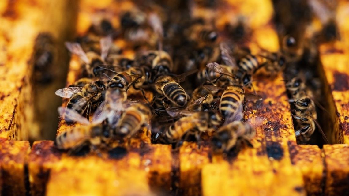 Pszczelarze popierają protest rolników, bo do Polski spływa kiepski miód