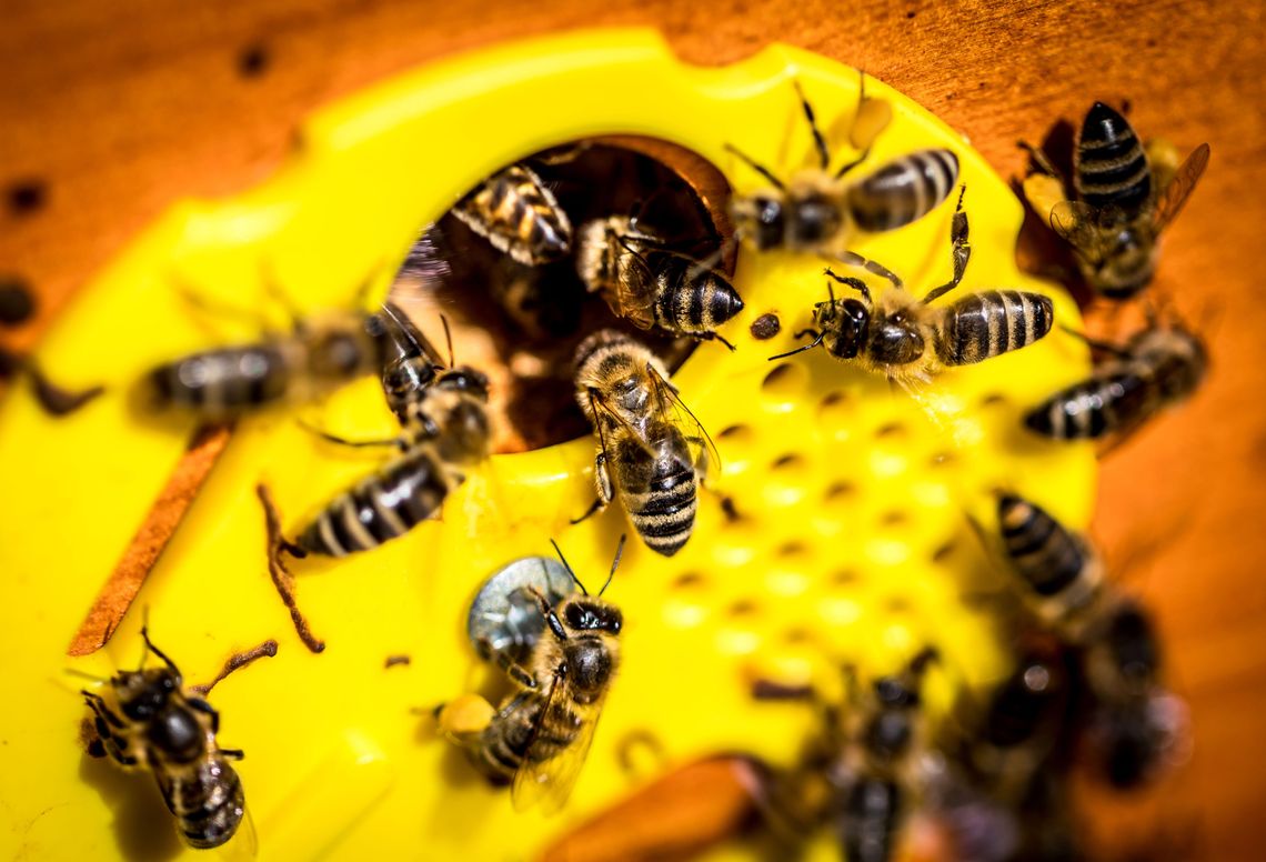 Pszczoły opanowały rafinerię w Gdańsku. Miejska pasieka ORLENU znów odżyła
