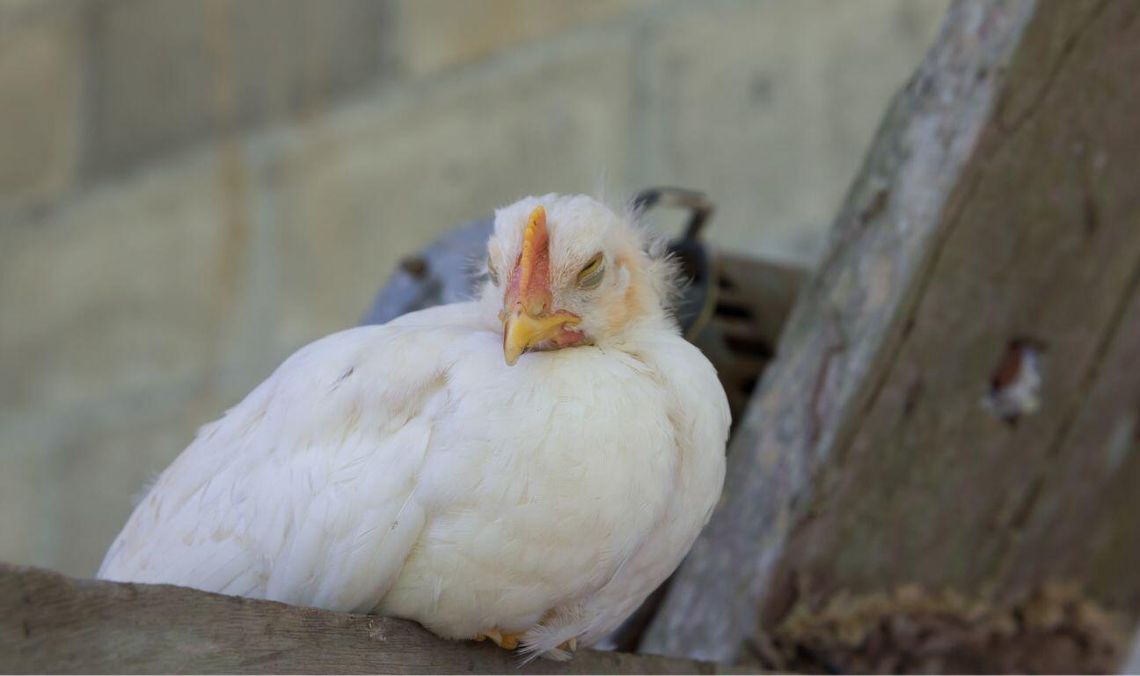 kura, ptasia grypa, zdjęcie ilustracyjne