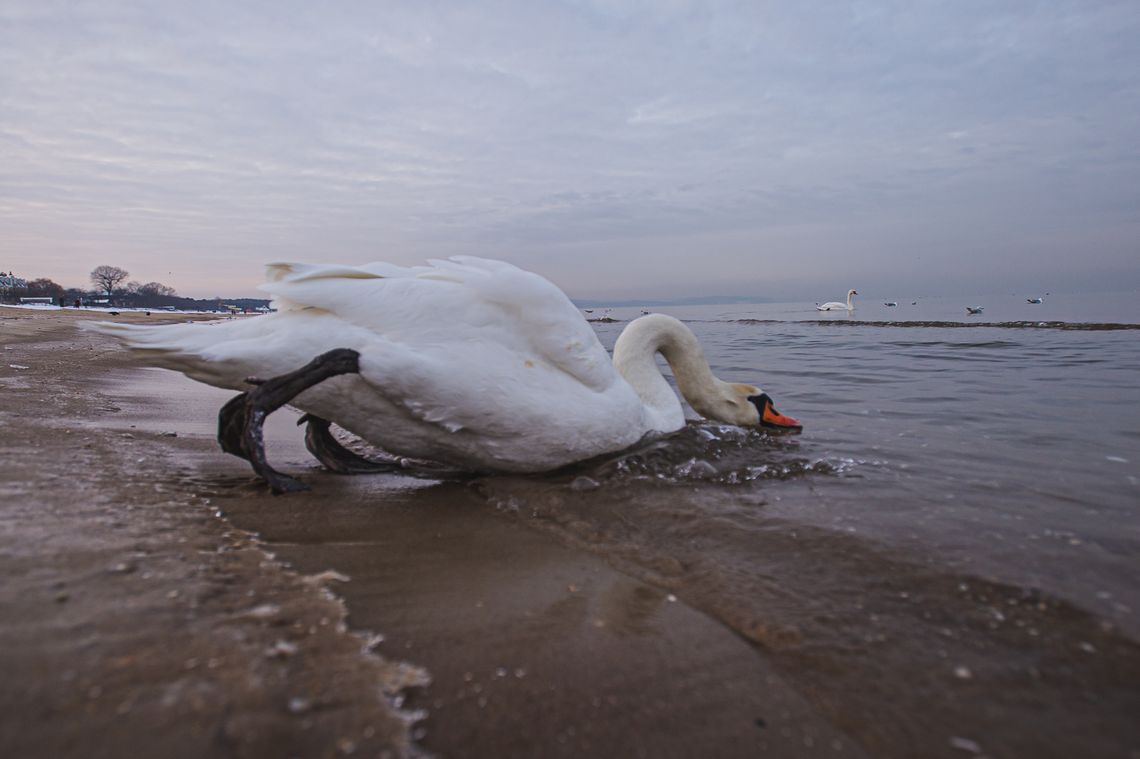 Ptasia grypa na Pomorzu. Setki martwych ptaków na plażach Trójmiasta