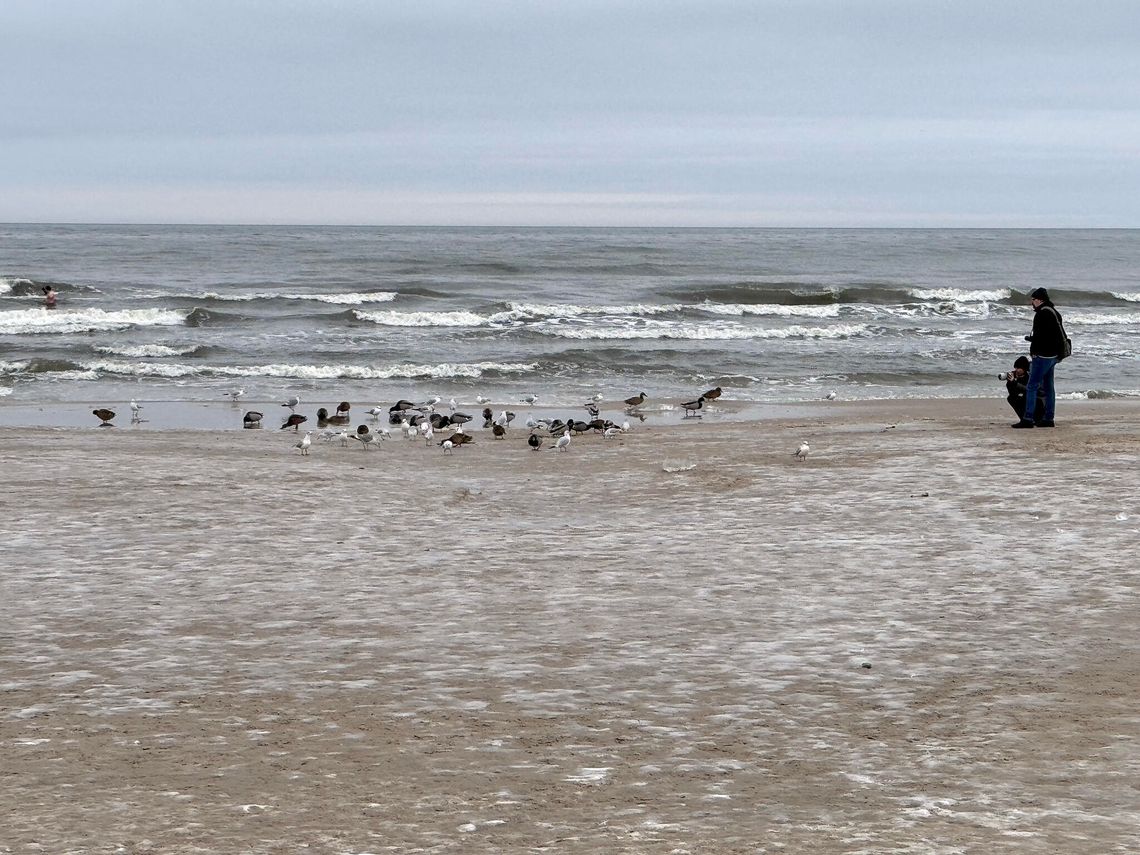 Ptasia grypa wykryta na terenie miasta Ustka - urzędnicy proszą o ostrożność