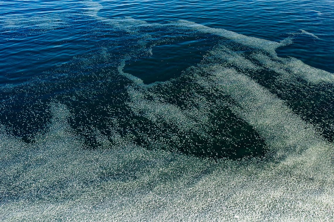 Rekordowo niski poziom Bałtyku. Najmniej wody od 140 lat! zamarznięta Zatoka Gdańska, Sopot 2026