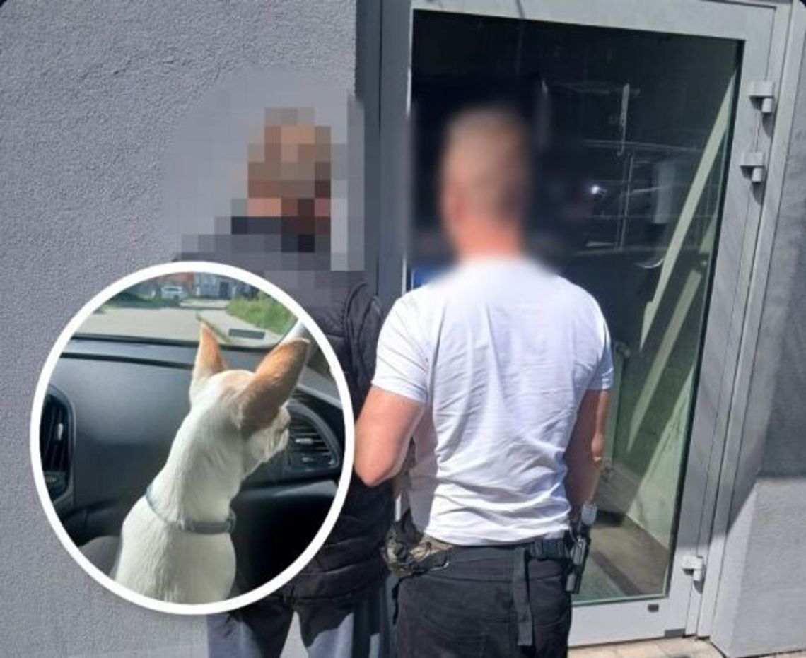 Remontował mieszkanie mieszkance Gdyni. Przy okazji... ukradł jej czworonożnego pupila! Remontował mieszkanie mieszkance Gdyni. Przy okazji... ukradł jej czworonożnego pupila!