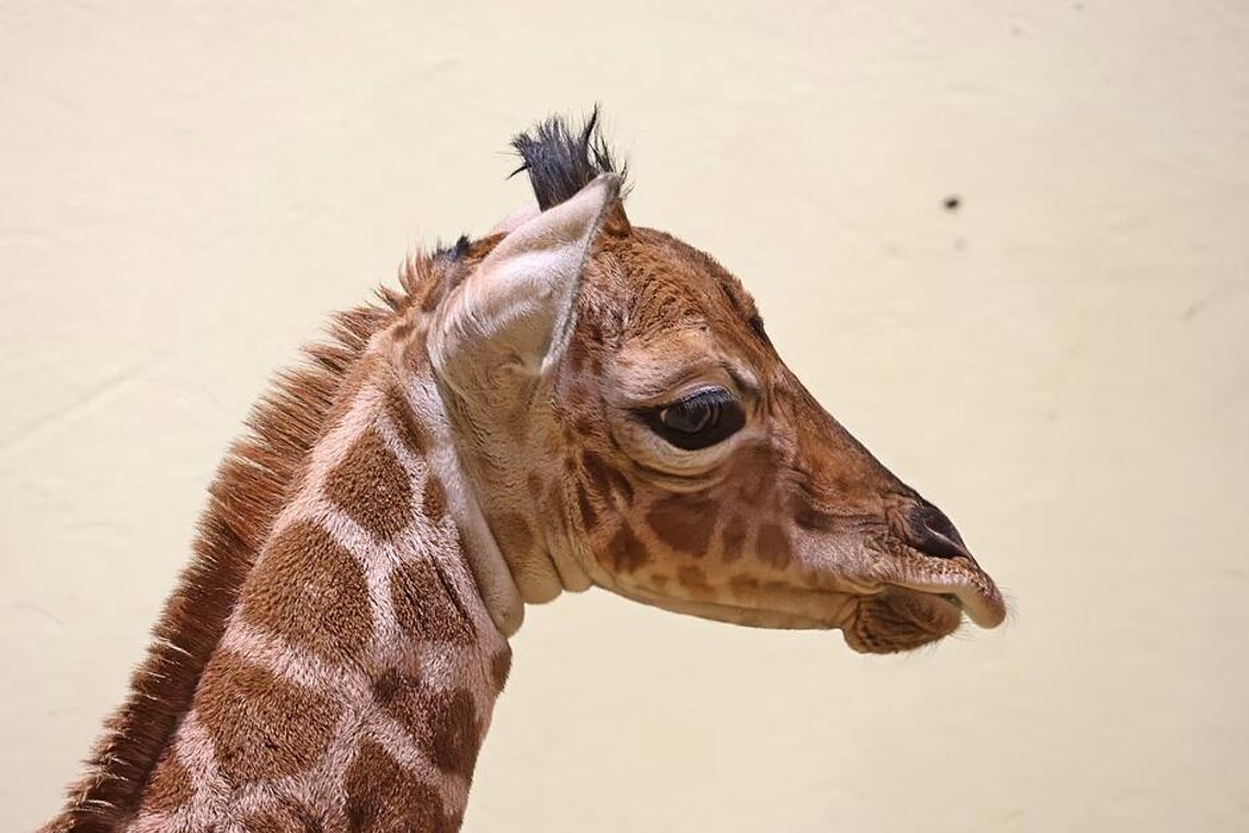 Te maluchy skradną Wasze serca! Poznajcie gwiazdy gdańskiego zoo mała żyrafa, zoo Gdańsk