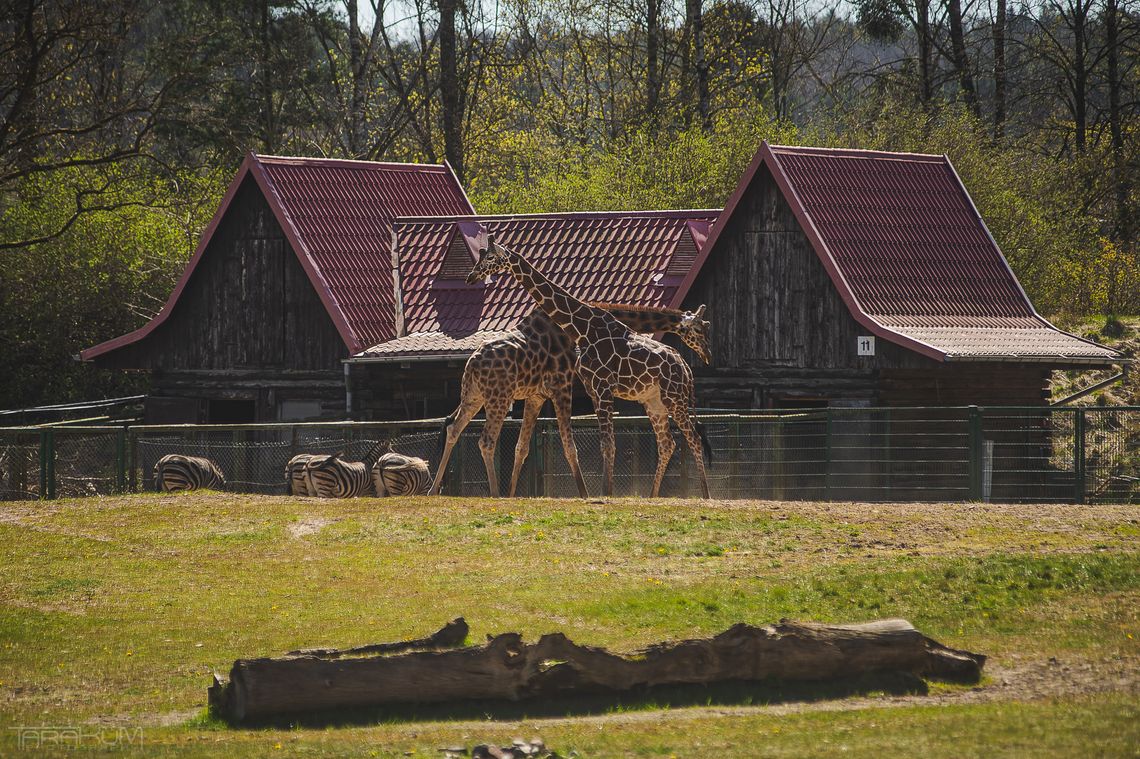 Ruszył konkurs na dyrektora zoo w Gdańsku. Kto zastąpi Michała Targowskiego?