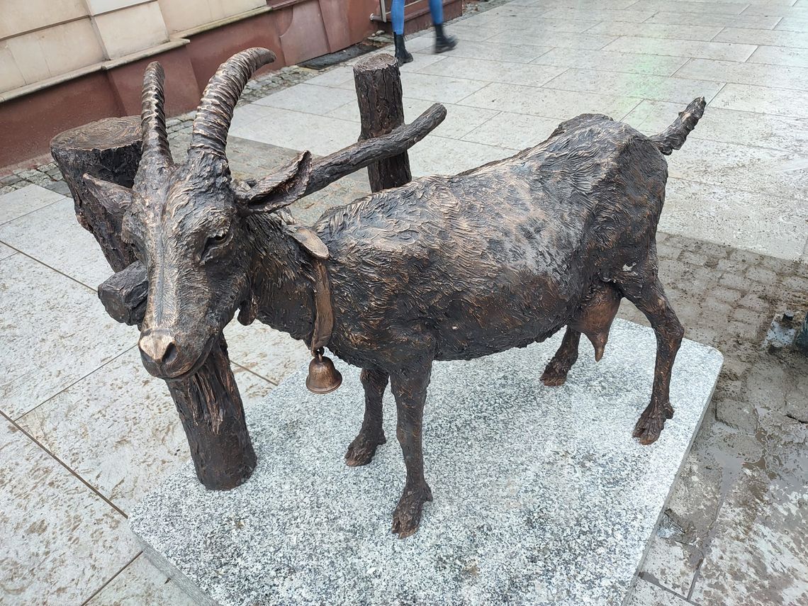 Rzeźba kozy na deptaku w Kartuzach. To nawiązanie do kaszubskiej piosenki