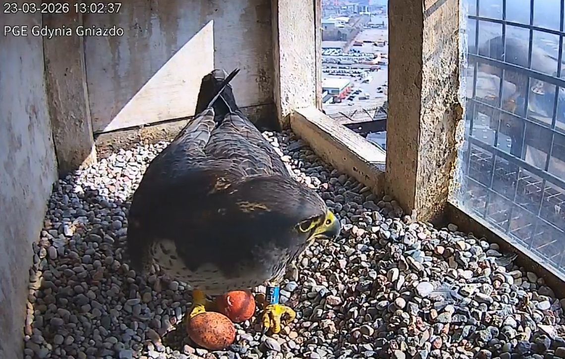 Pierwsze jaja sokołów wędrownych w Gdyni! Ich życie podgląda kamera