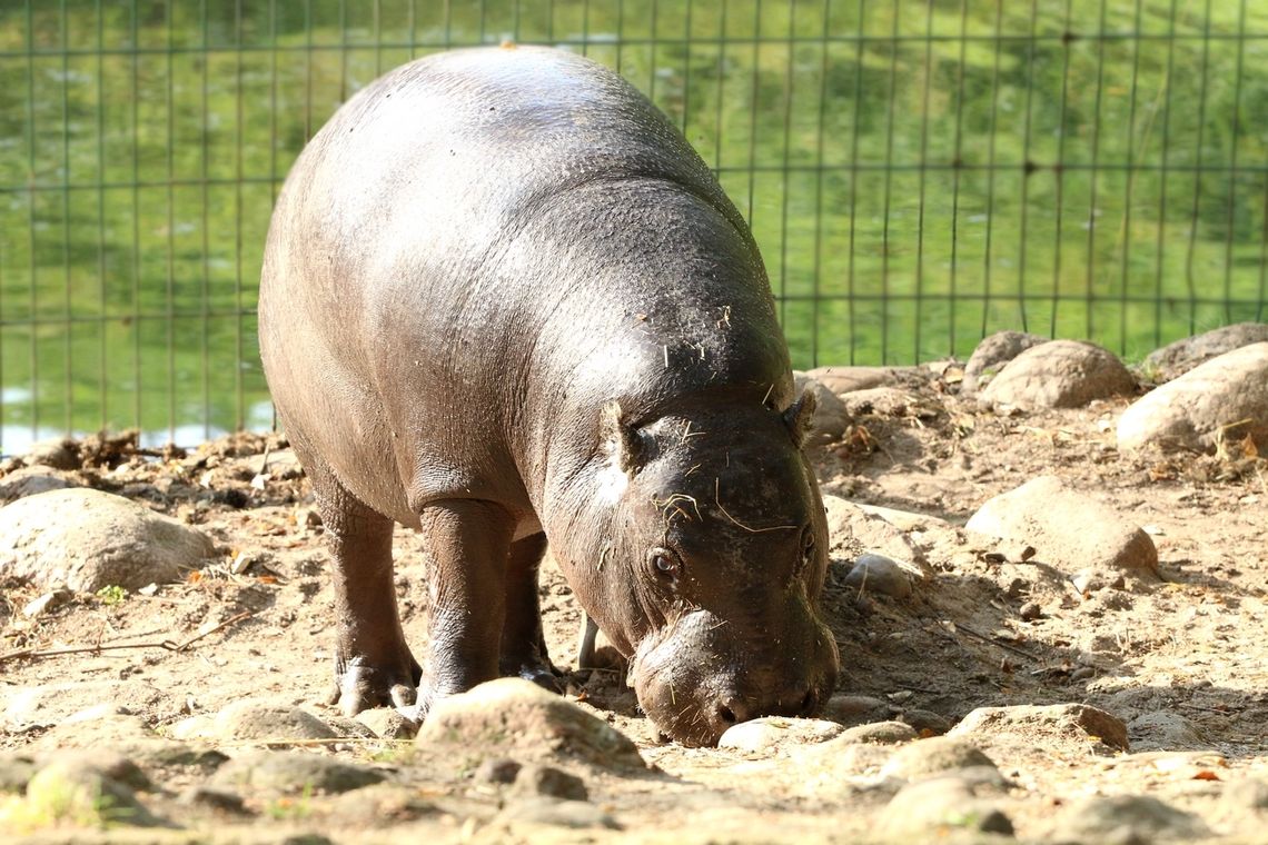 Sanah adoptowała hipopotama z gdańskiego zoo!