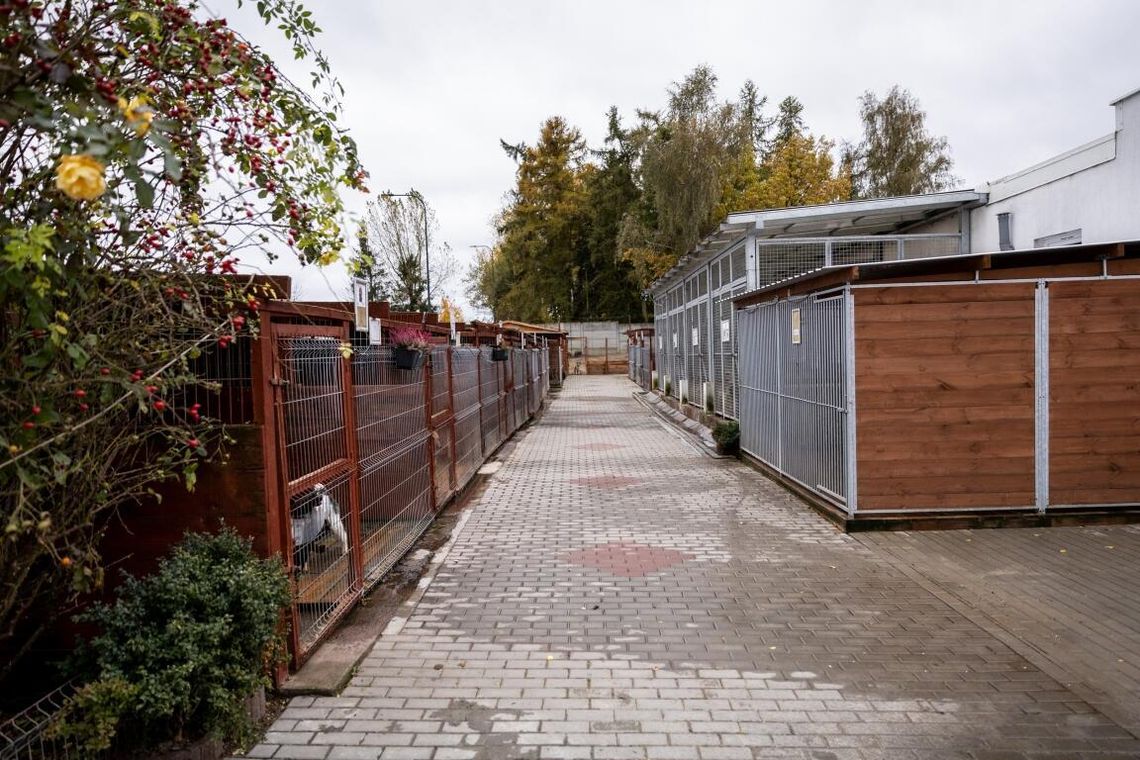 schronisko dla bezdomnych zwierząt w Starogardzie Gdańskim po modernizacji