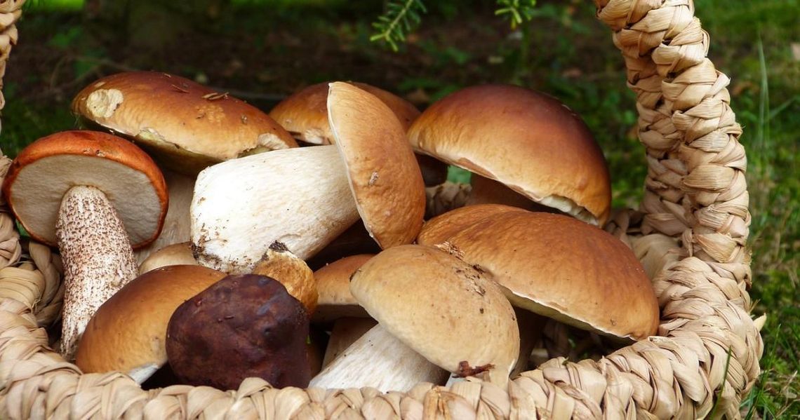 Sezon grzybowy na Pomorzu w pełni! Złota polska jesień zachęca do zbiorów Piękna jesienna pogoda zachęca do pójścia do lasów na grzyby.