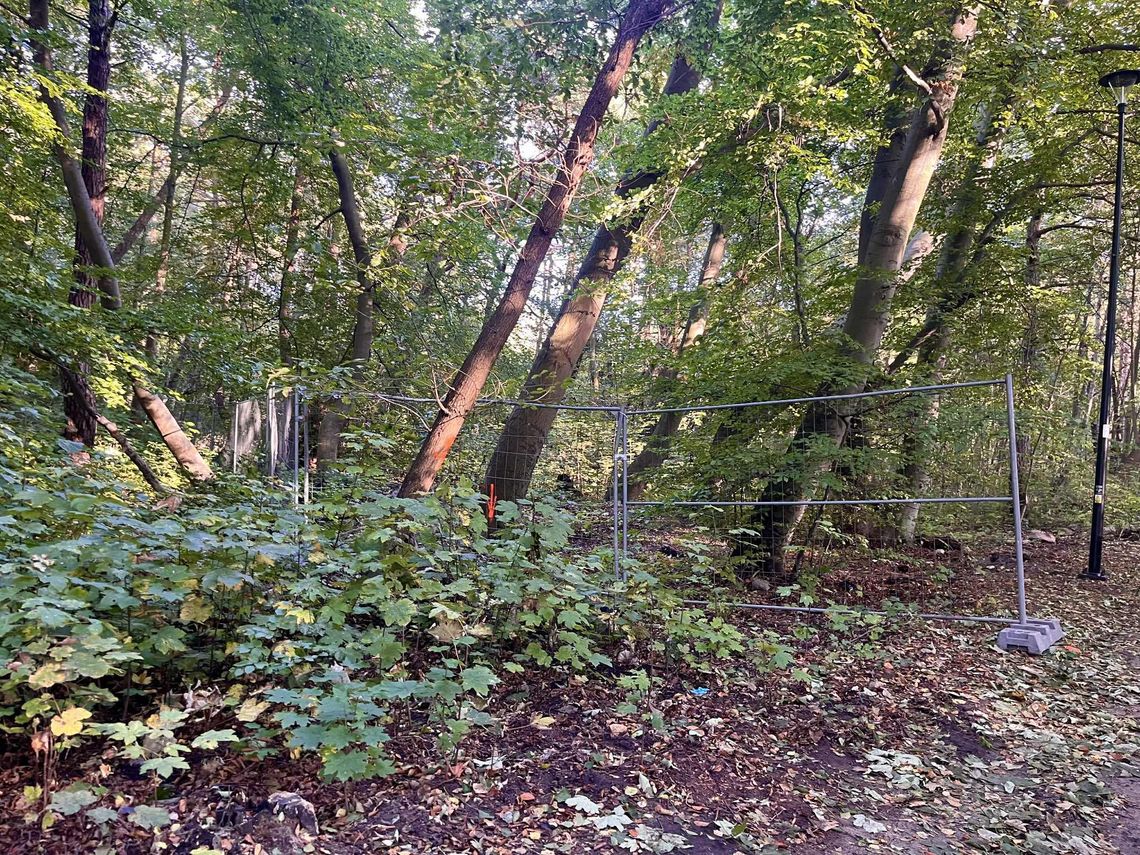 drzewa w Helu przeznaczone do wycinki