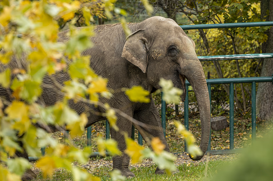 Słonica Wiki opuszcza gdańskie ZOO. Po 20 latach wyjedzie do Francji, gdzie dołączy do stada słoni Słonica Wiki opuszcza gdańskie ZOO. Po 20 latach wyjedzie do Francji, gdzie dołączy do stada słoni