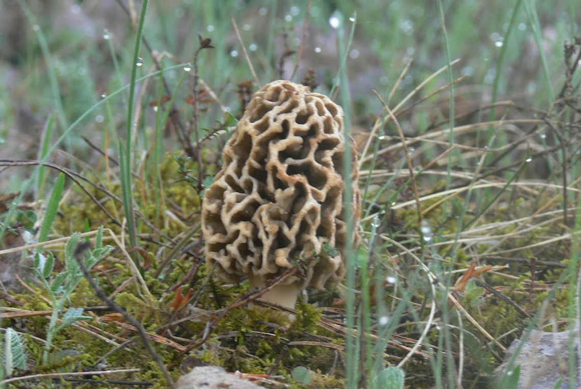 Dla smakoszy to prawdziwy rarytas, ale… chroniony. Gdzie wolno zbierać smardze?