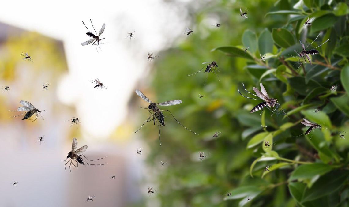 Śmiertelna pamiątka z wakacji. Palmy, ocean i... malaria komary, zdjęcie ilustracyjne