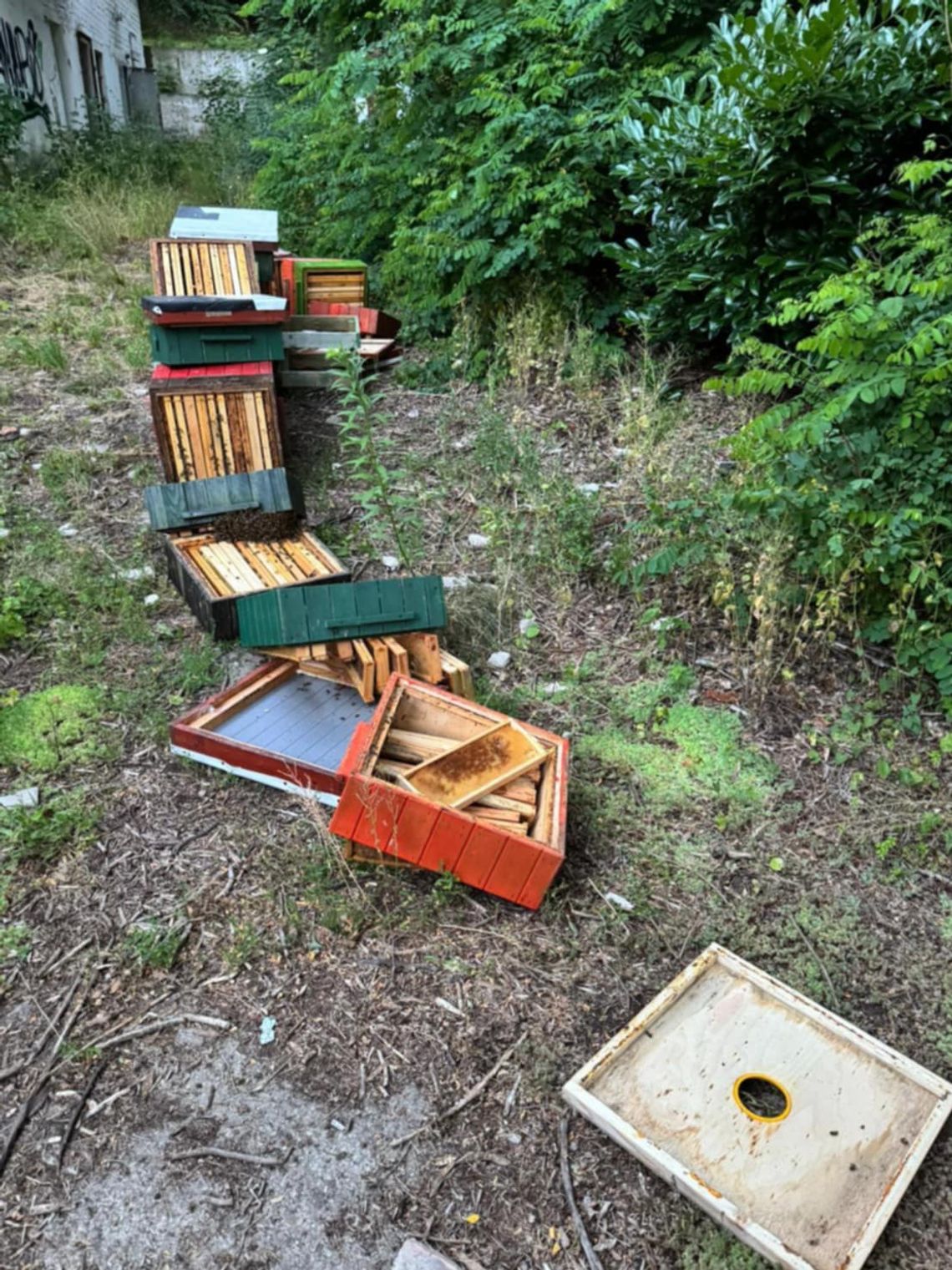 Sopot: Dwaj nastolatkowie zniszczyli ule z rodzinami pszczelimi, zajmie się nimi sąd