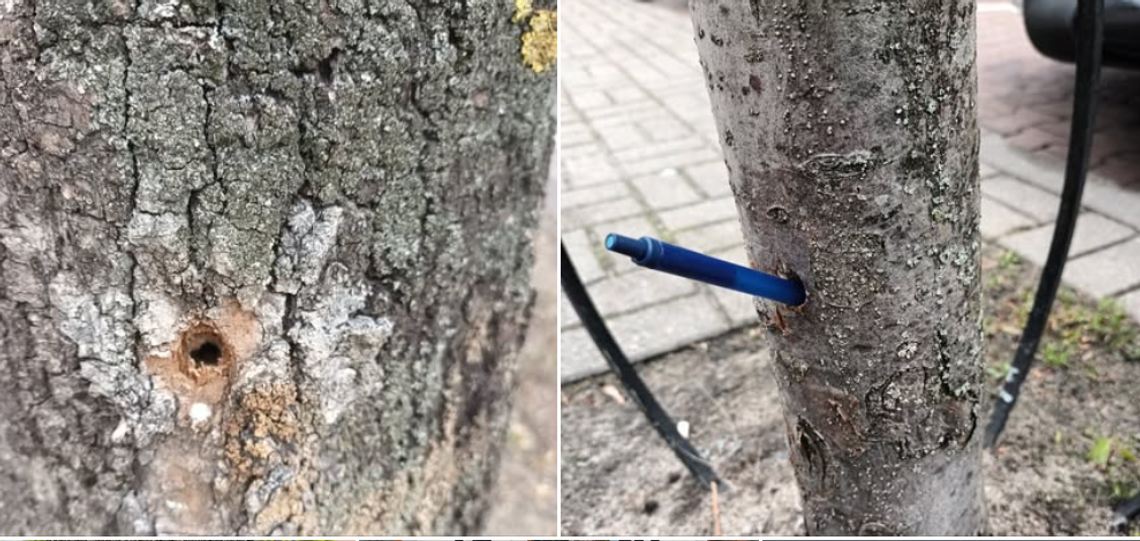 Sopot: Ktoś celowo zatruł drzewa. Miasto zawiadomi policję
