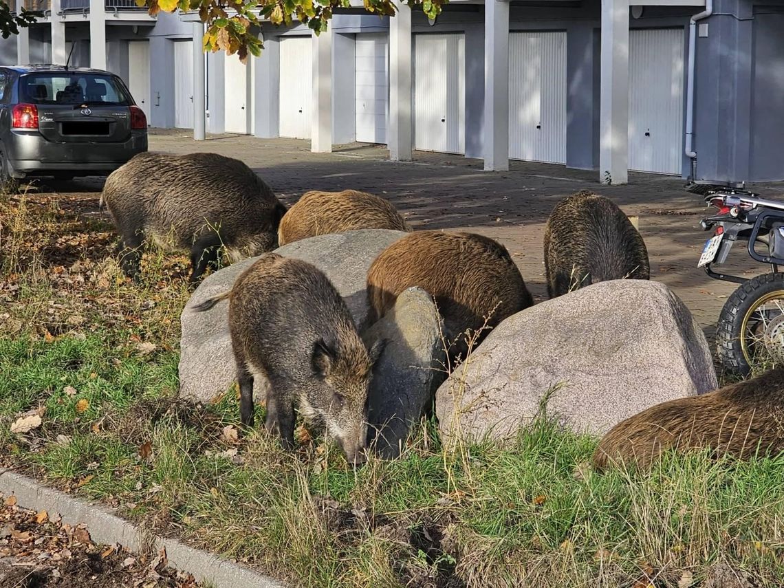 Spotkałeś dzika? Ta aplikacja może uratować Twojego psa dziki w Gdyni