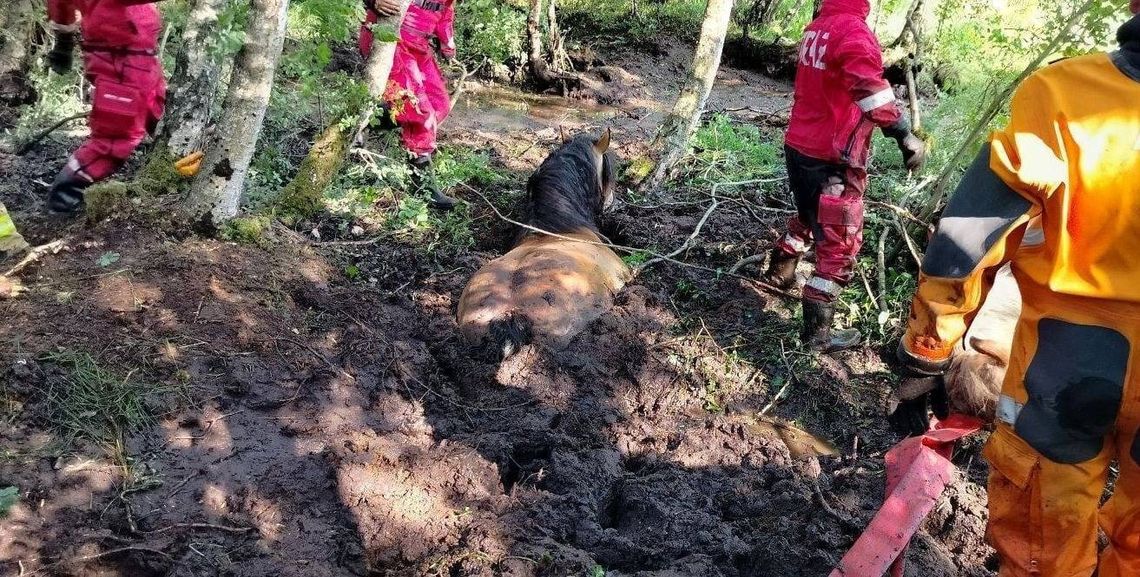 Stado koni uciekło i utknęło w bagnie