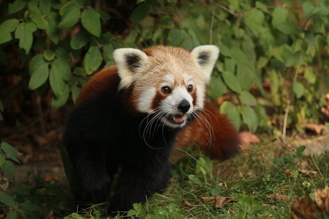 Akcja ratownicza w gdańskim zoo