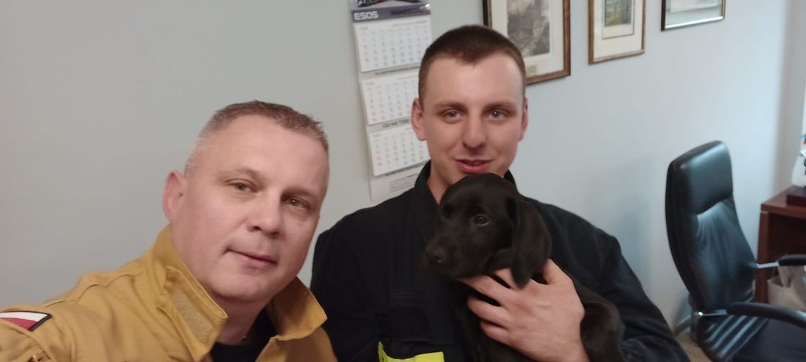 Mia - nowy pies Specjalistycznej Grupy Poszukiwawczo-Ratowniczej Gdańsk