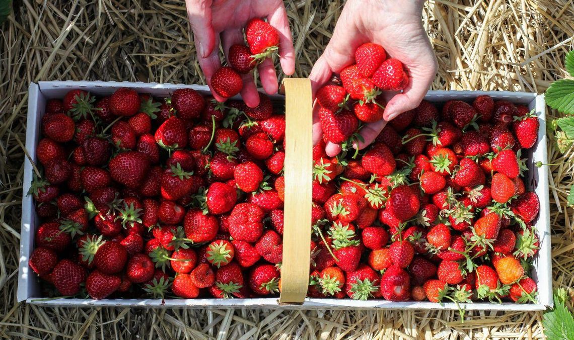 Święto Kaszubskiej Truskawki w Kartuzach z nowym logo i przez dwa dni