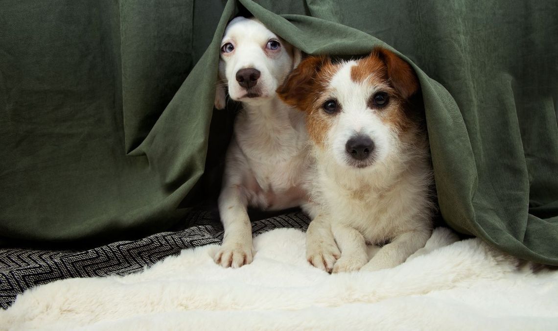 Sylwestrowy Patrol Animalsów ruszy na pomoc zwierzętom. „Ta noc jest dla nich koszmarem”