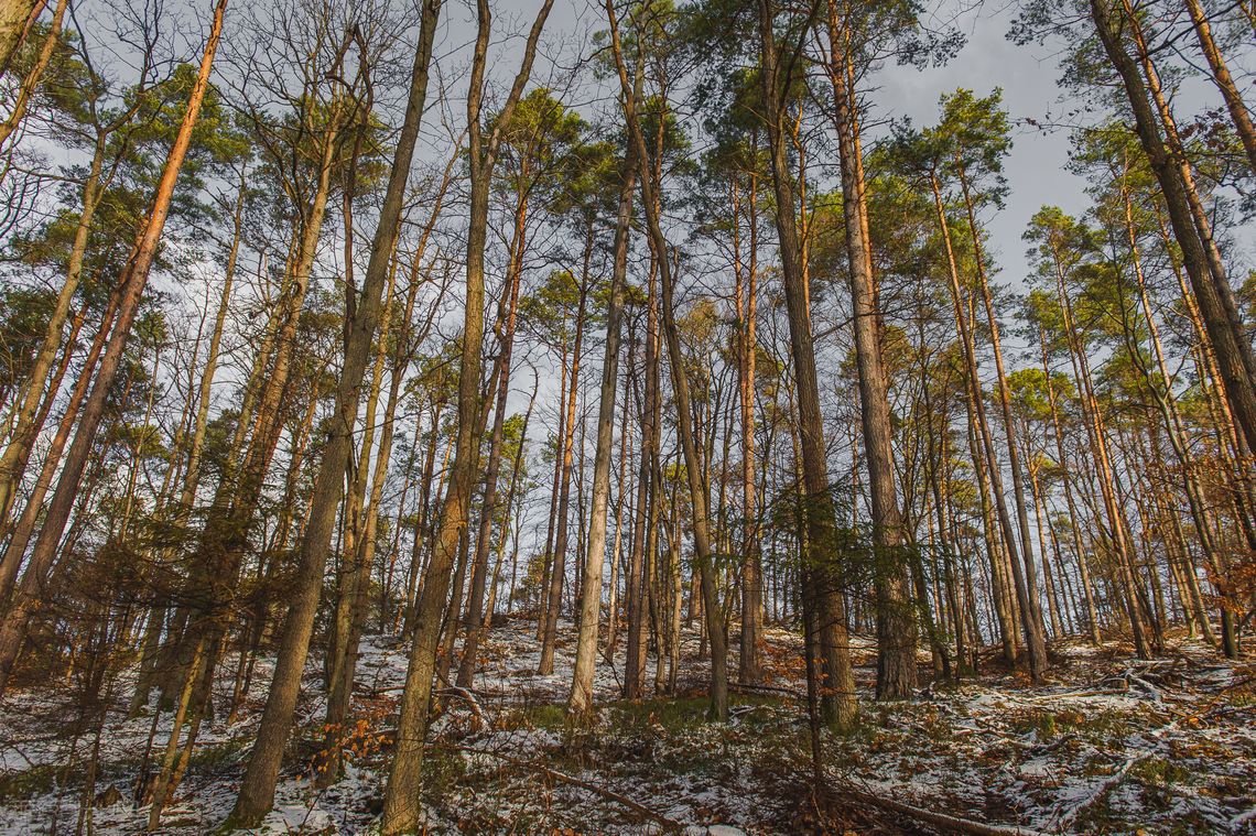 wycinka, Trójmiejski Park Krajobrazowy