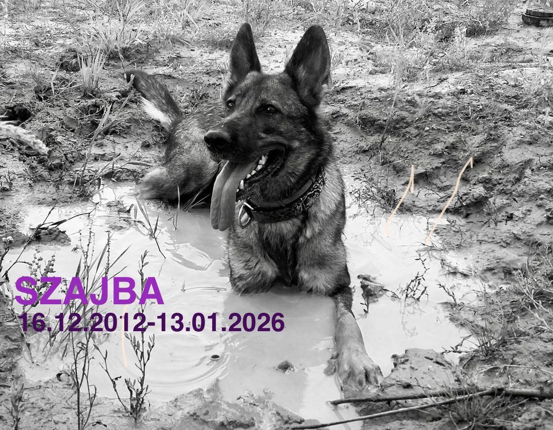 szajba, pies ratowniczy SGPR „Gdańsk”