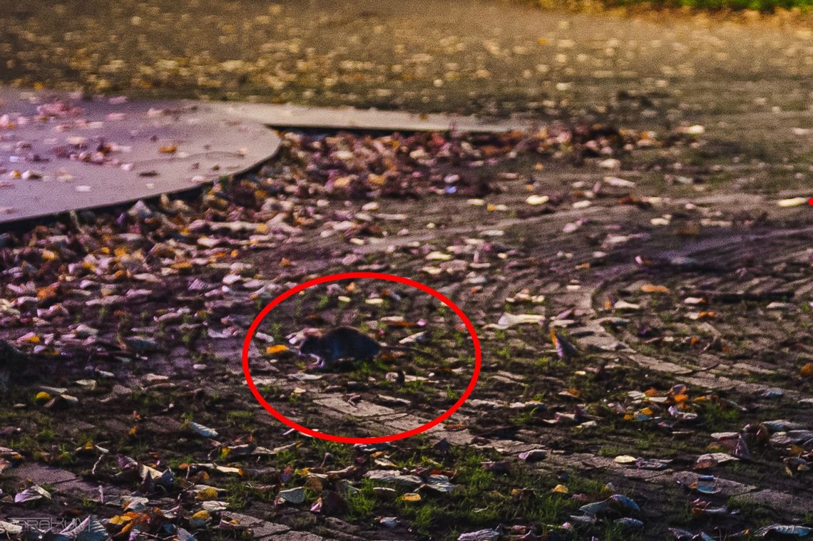 Szczurze Eldorado w centrum Gdańska. Deratyzacje nie pomagają, mieszkańcy mają dość