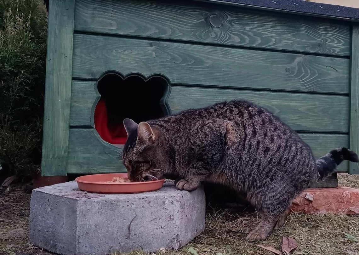 budka dla bezdomnych kotów w Sztumie