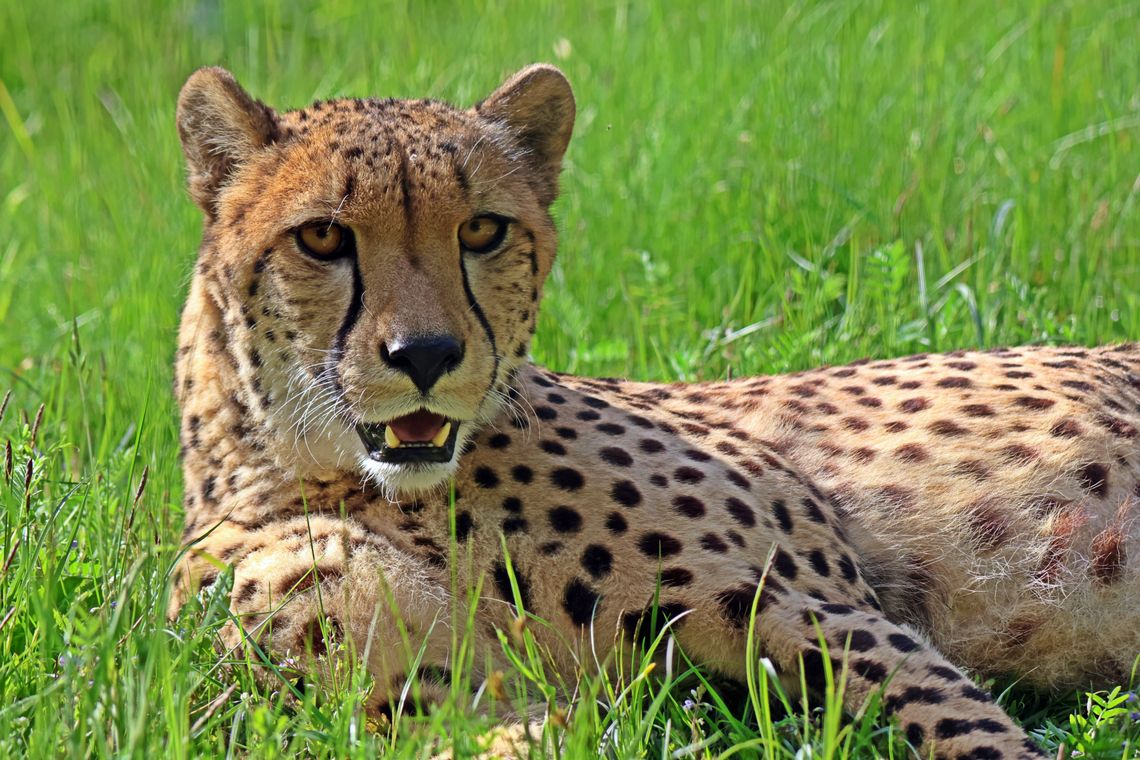 Thabo wraca z podróży matrymonialnej. Gepard z gdańskiego zoo kończy wymianę w Warszawie