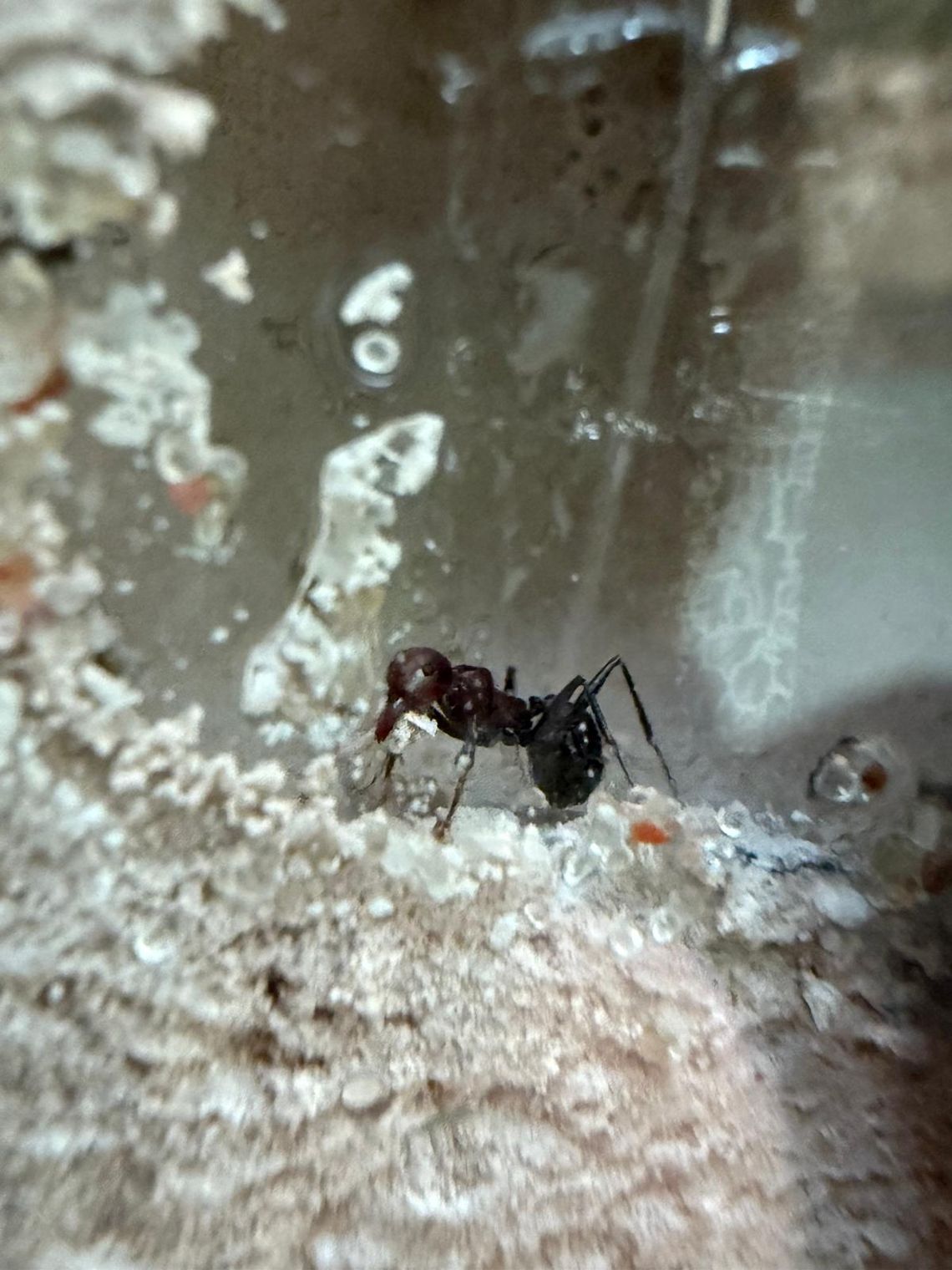 To najmniejsze zwierzęta w gdańskim zoo! Można już oglądać mrówki żniwiarki i tkaczki mrówka żniwiarka