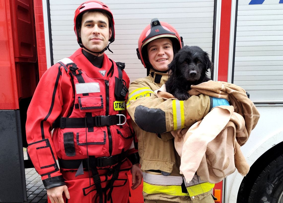 Tonący w rzece pies został uratowany i przekazany strażakom z Nowego Dworu Gdańskiego