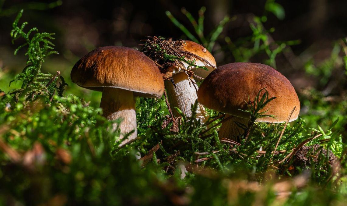 TOP 5 miejsc na grzyby na Pomorzu. Gdzie iść, żeby wrócić z pełnym koszykiem? TOP 5 miejsc na grzyby na Pomorzu. Gdzie iść, żeby wrócić z pełnym koszykiem?