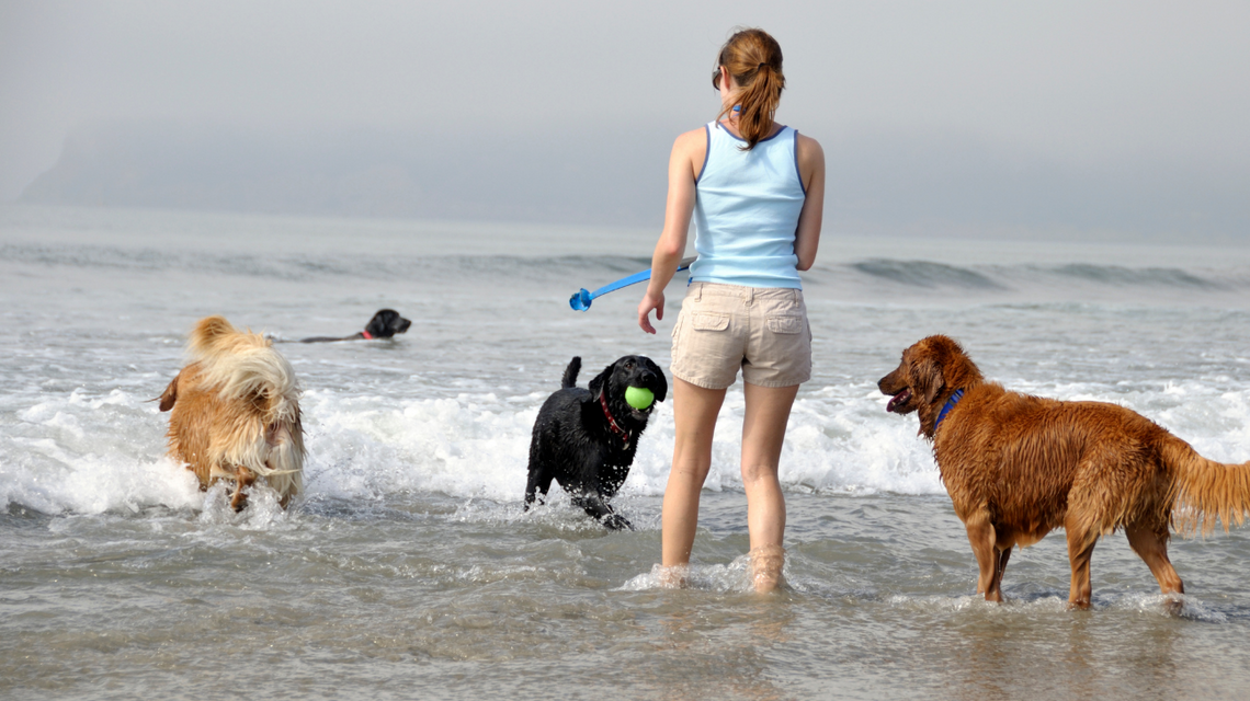 psy na plaży