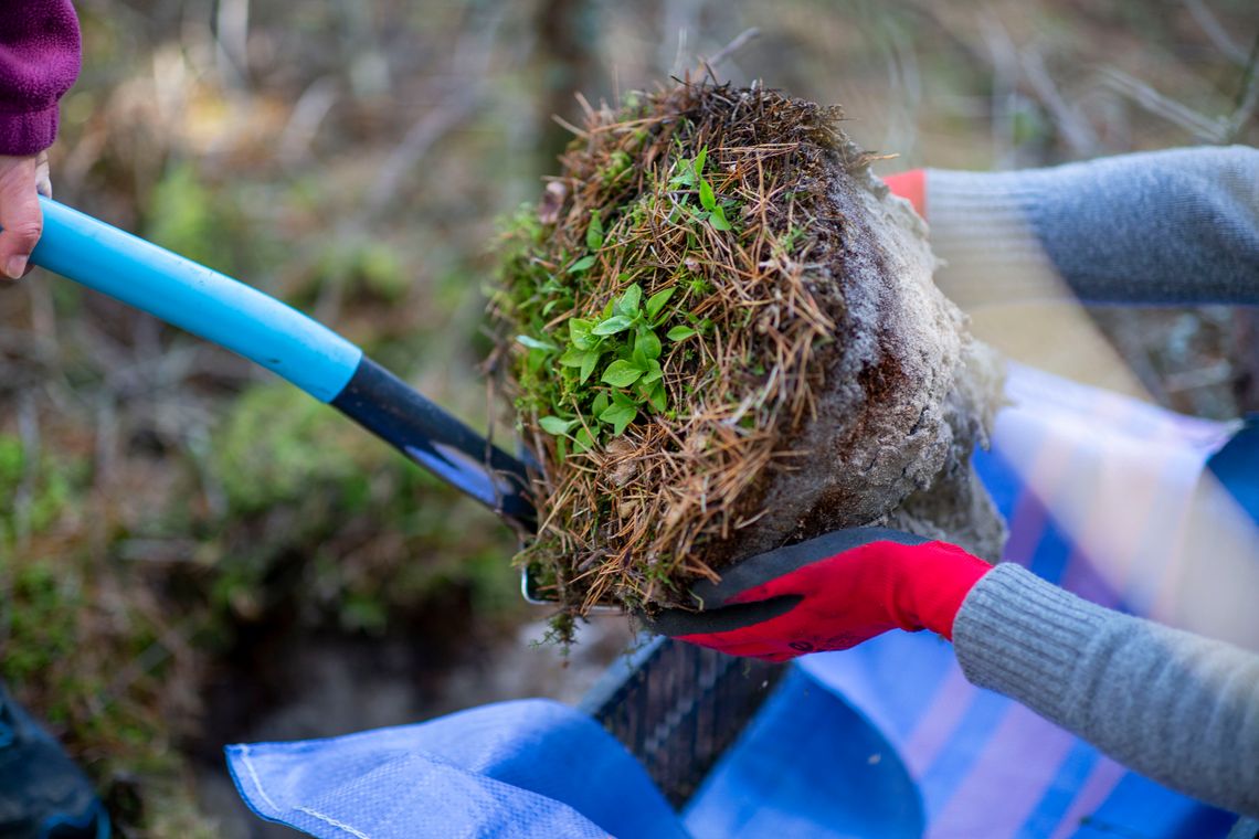 Troska o przyrodę w drodze do atomu przenoszenie chronionych gatunków roślin