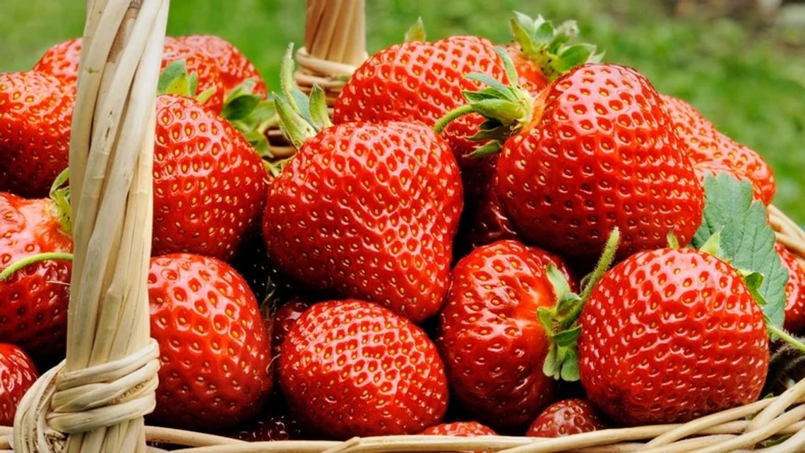 Truskawkobranie już w weekend. Spróbuj najsmaczniejszego owocu na świecie po greckiej brzoskwini