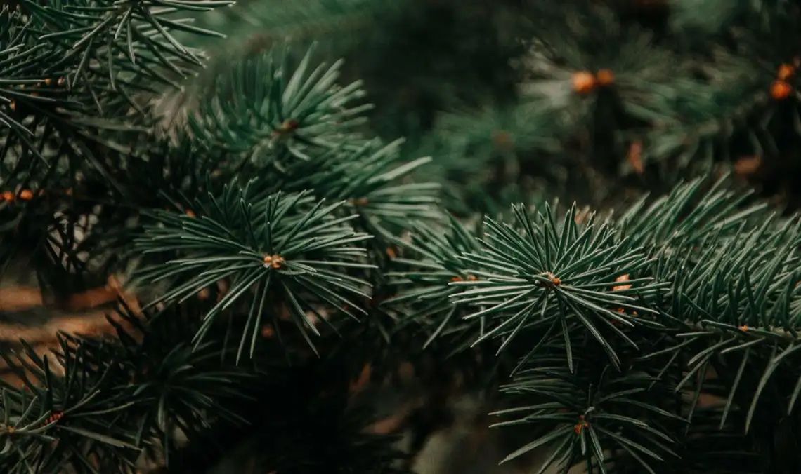 Trzy pomorskie nadleśnictwa ruszają do walki z brudnicą mniszką drzewo iglaste