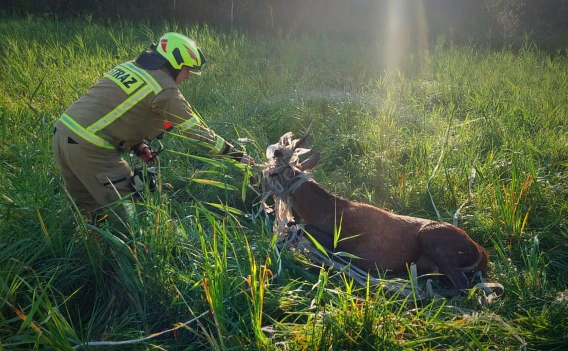 Tuchomie: Jeleń zaplątał się w siatkę. Na pomoc ruszyli strażacy