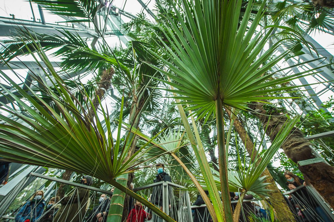 Tysiąc roślin z różnych zakątków świata, czyli oliwska palmiarnia otwarta!