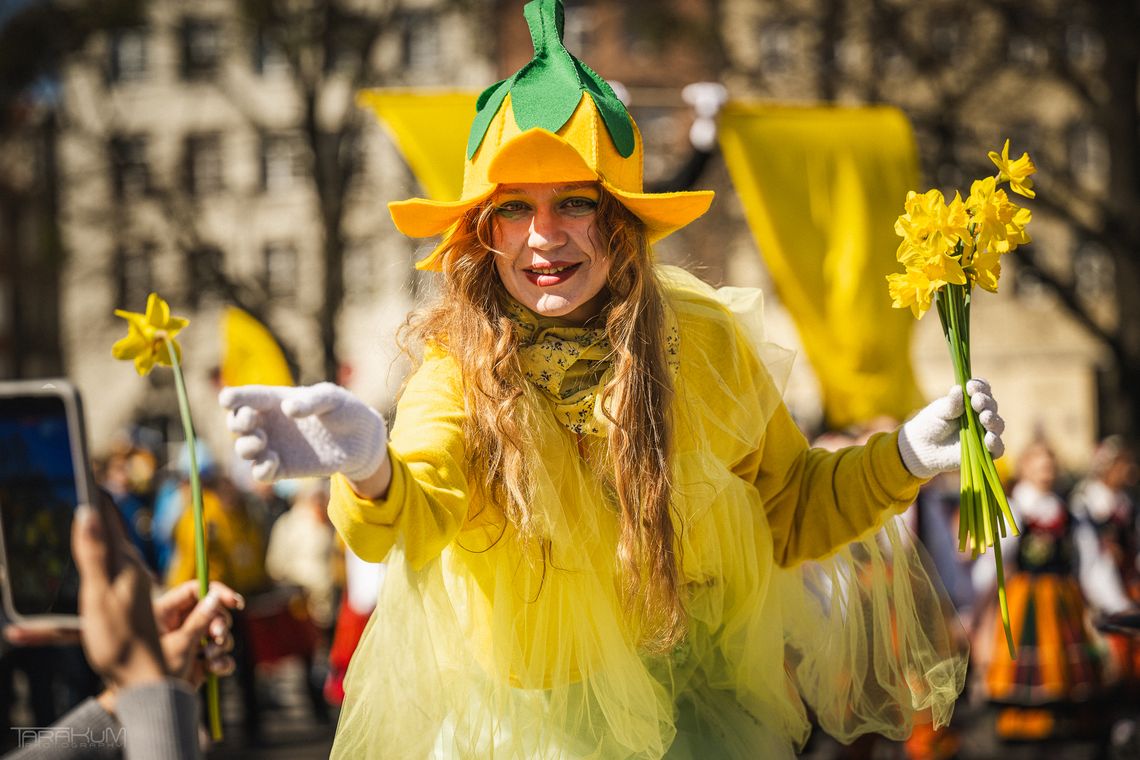 Tysiące wolontariuszy i żonkili w Gdańsku. Finał Pól Nadziei na Pomorzu