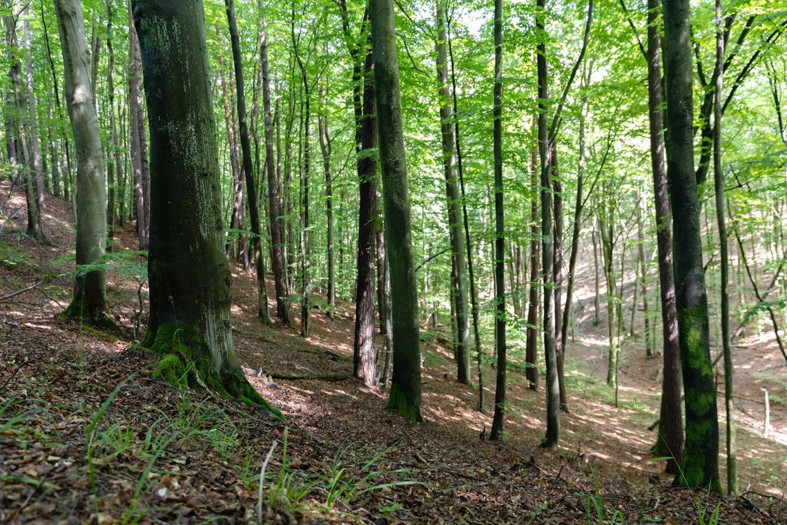 Uda się uratować stary las w Leśnictwie Matemblewo? Protestuje już ponad pół tysiąca osób las na Huzarskich Manowcach w Gdańsku zagrożony wycinką