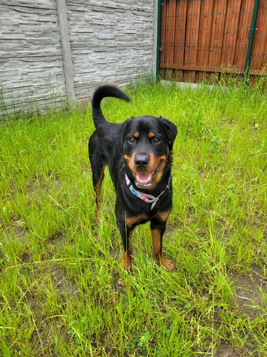 Ukradł rottweilera ze schroniska dla zwierząt Ciapkowo, odpowie teraz przed sądem