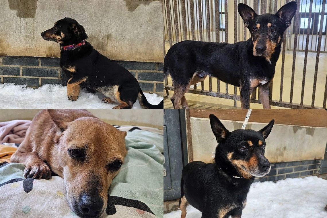 Uratowane w ostatniej chwili. Cztery psy spod Radomia zaczynają nowe życie w Gdyni psy ze schroniska „Kocham Psisko” w Gdyni