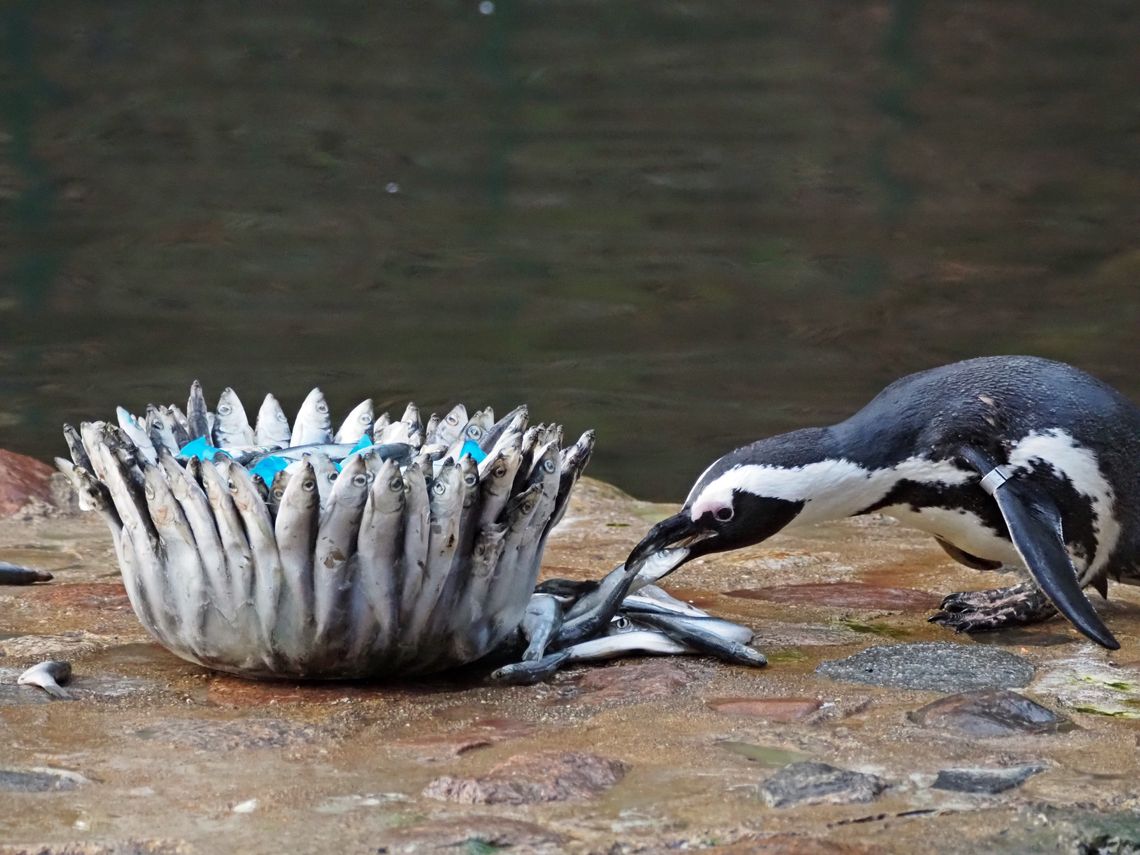 Urodziny 33-letniego Dziadka w gdańskim ZOO. Jubilat jest najstarszym pingwinem w Europie