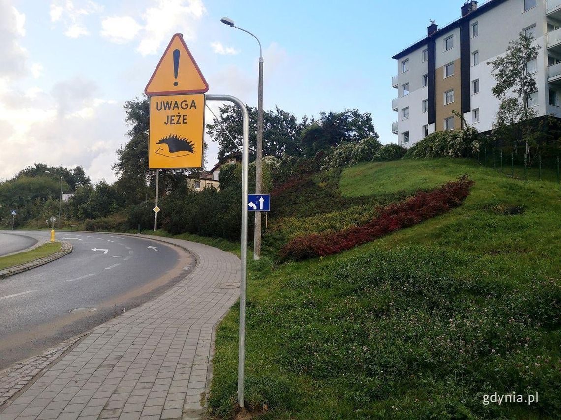 „Uwaga! Jeże”. Nowe znaki ostrzegacze pojawiły się na niektórych ulicach Gdyni