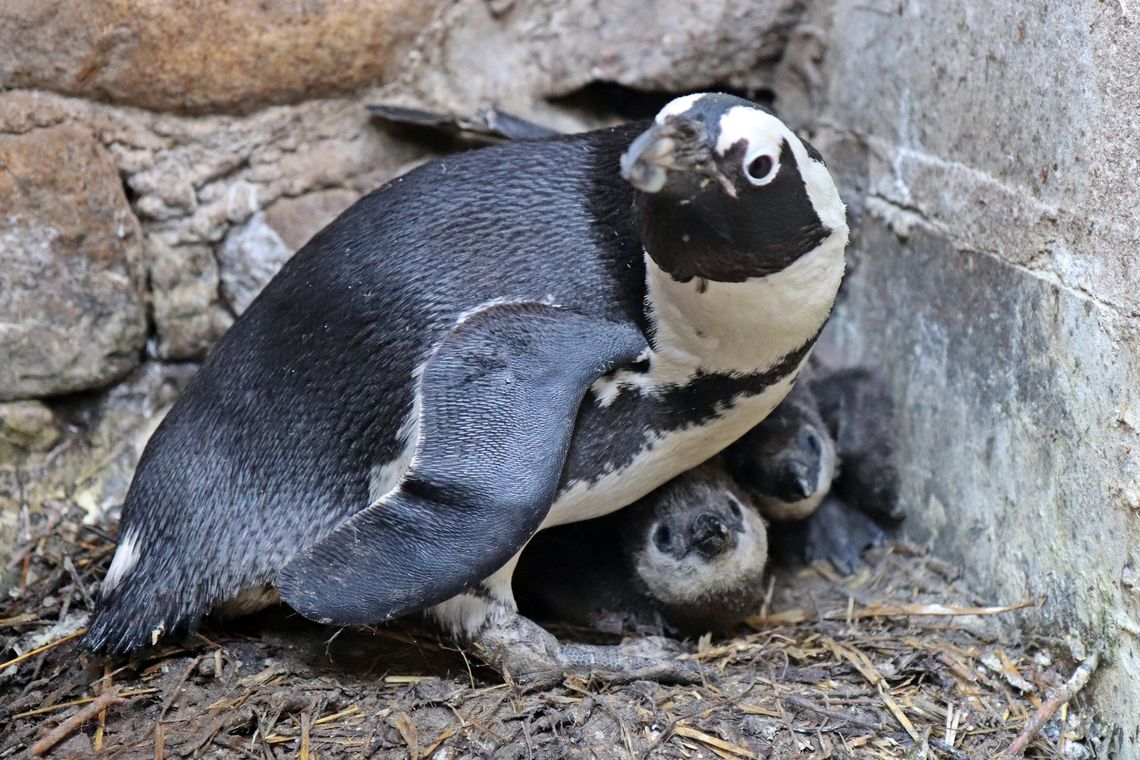 W gdańskim ZOO urodziło się 15 pingwinów przylądkowych