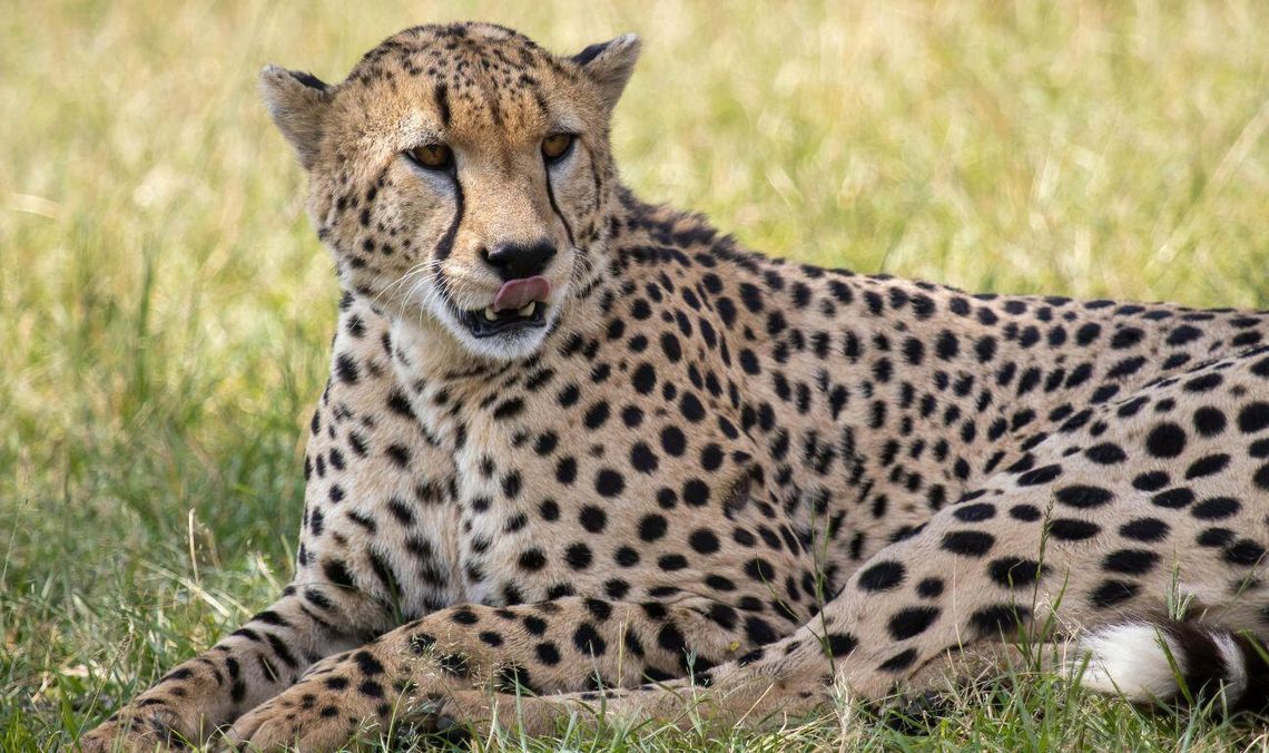 W gdańskim zoo zamieszkał Bandzior, ponoć na chwilę...