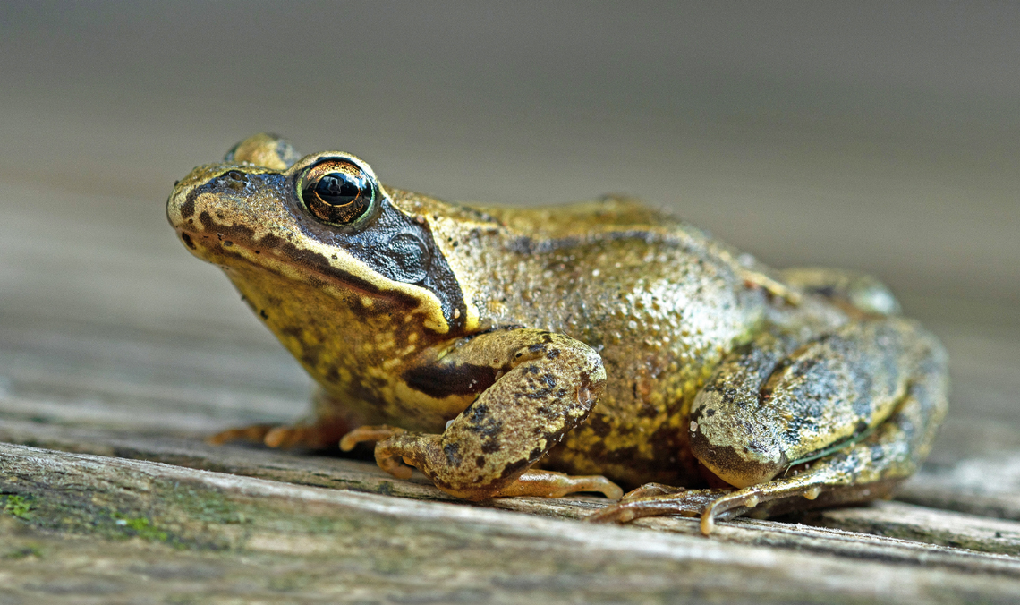 W Gdyni ruszyła wiosenna migracja płazów
